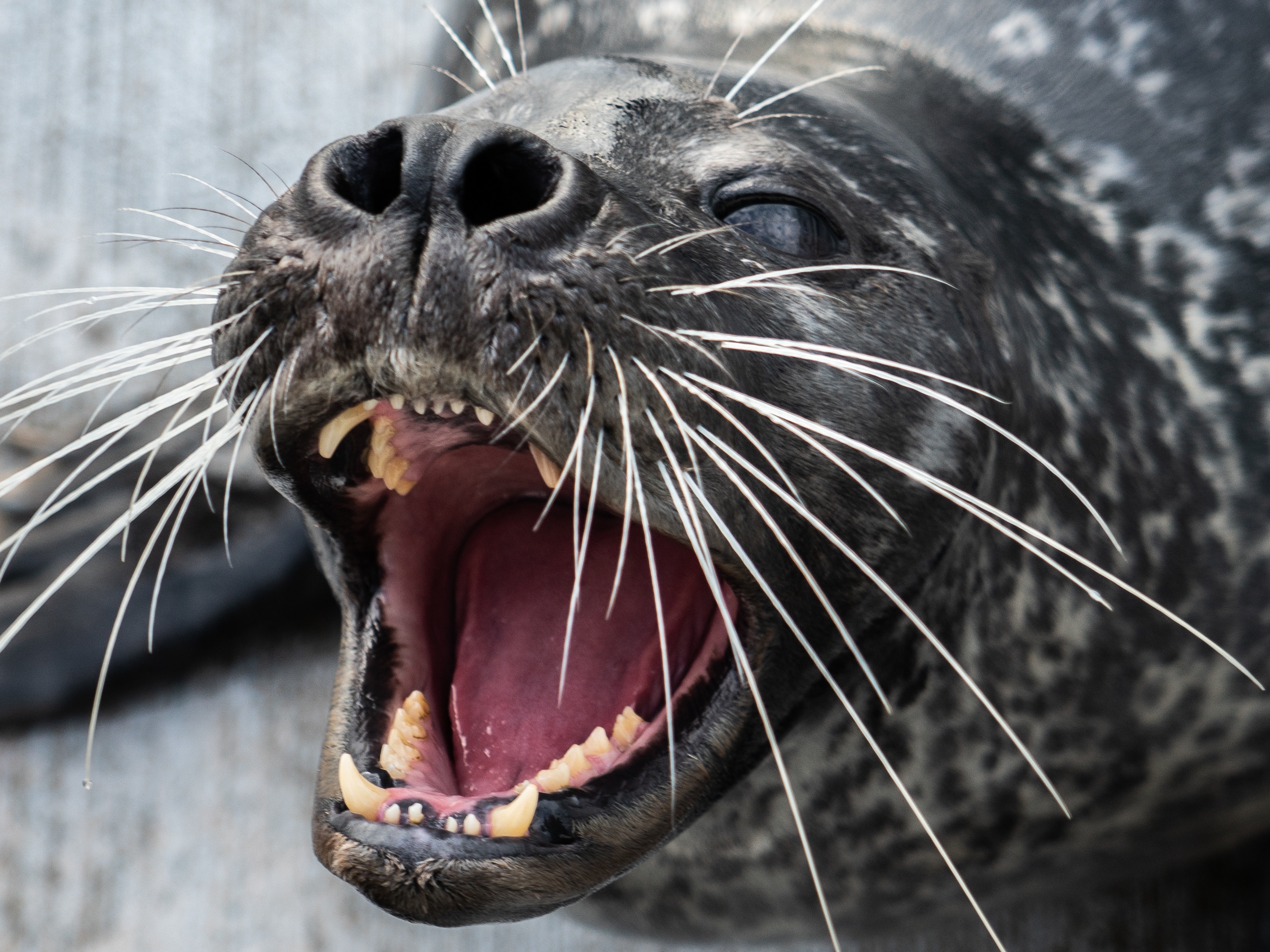 caption: Filou worked with scientists for two years to help them test a theory about how harbor seals use their whiskers to hunt.