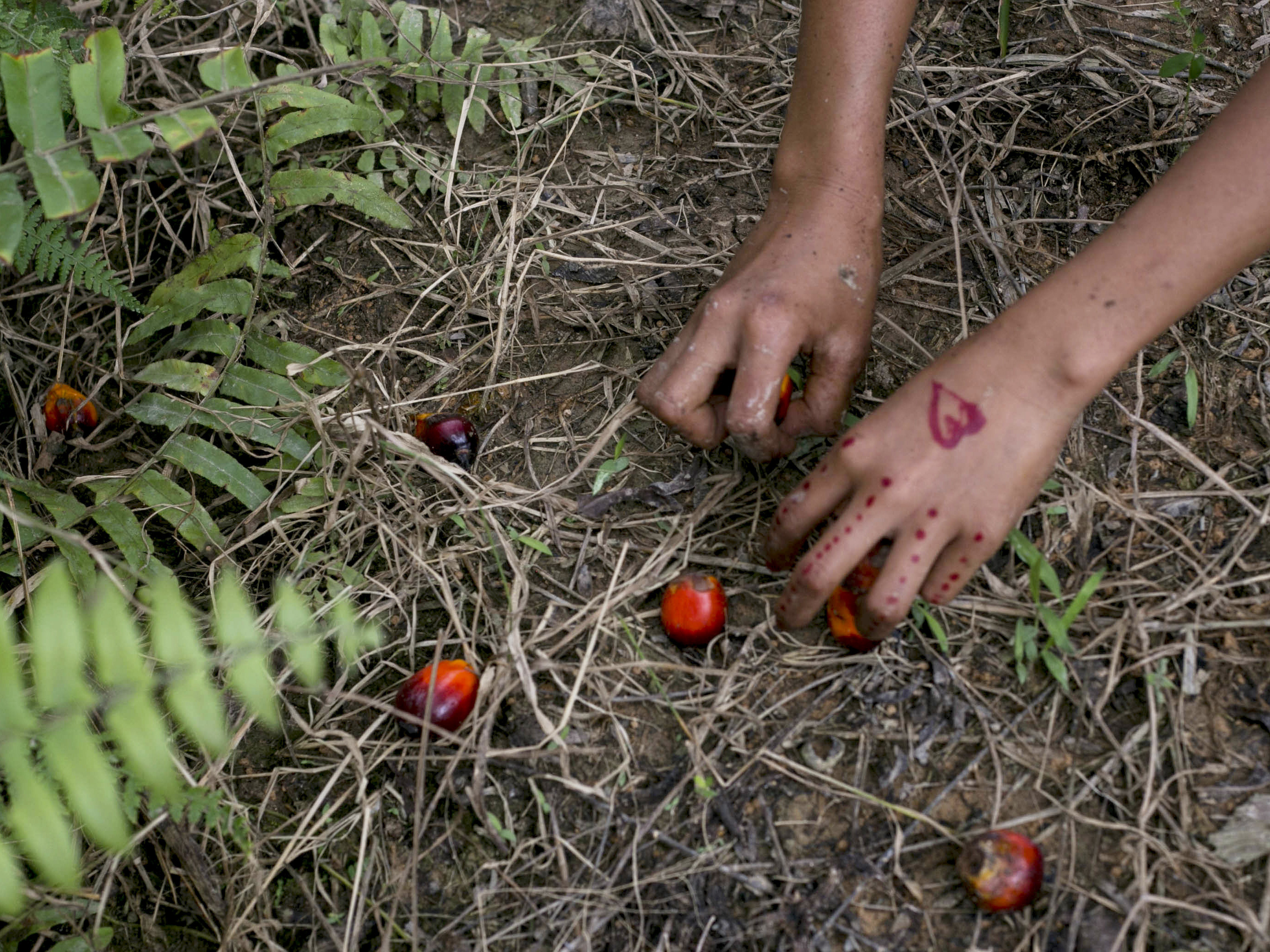caption: In this Nov. 13, 2017, AP file photo, a child collects palm kernels from the ground at a palm oil plantation in Sumatra, Indonesia. Indonesia is the world's largest palm oil producer.