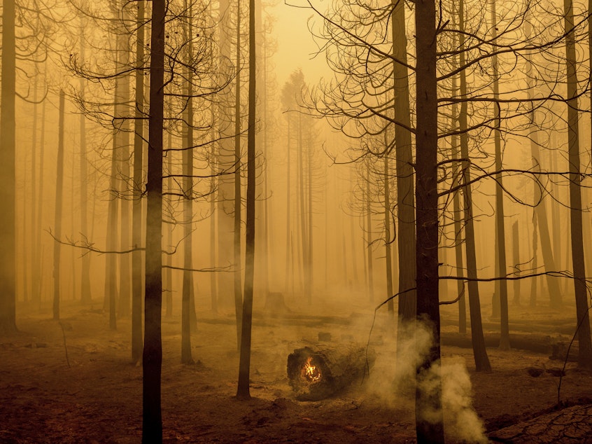 caption: Following the Dixie Fire, flames burn in a tree in the Canyondam area of Plumas County, Calif., Friday, Aug. 6.