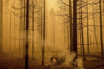 caption: Following the Dixie Fire, flames burn in a tree in the Canyondam area of Plumas County, Calif., Friday, Aug. 6.