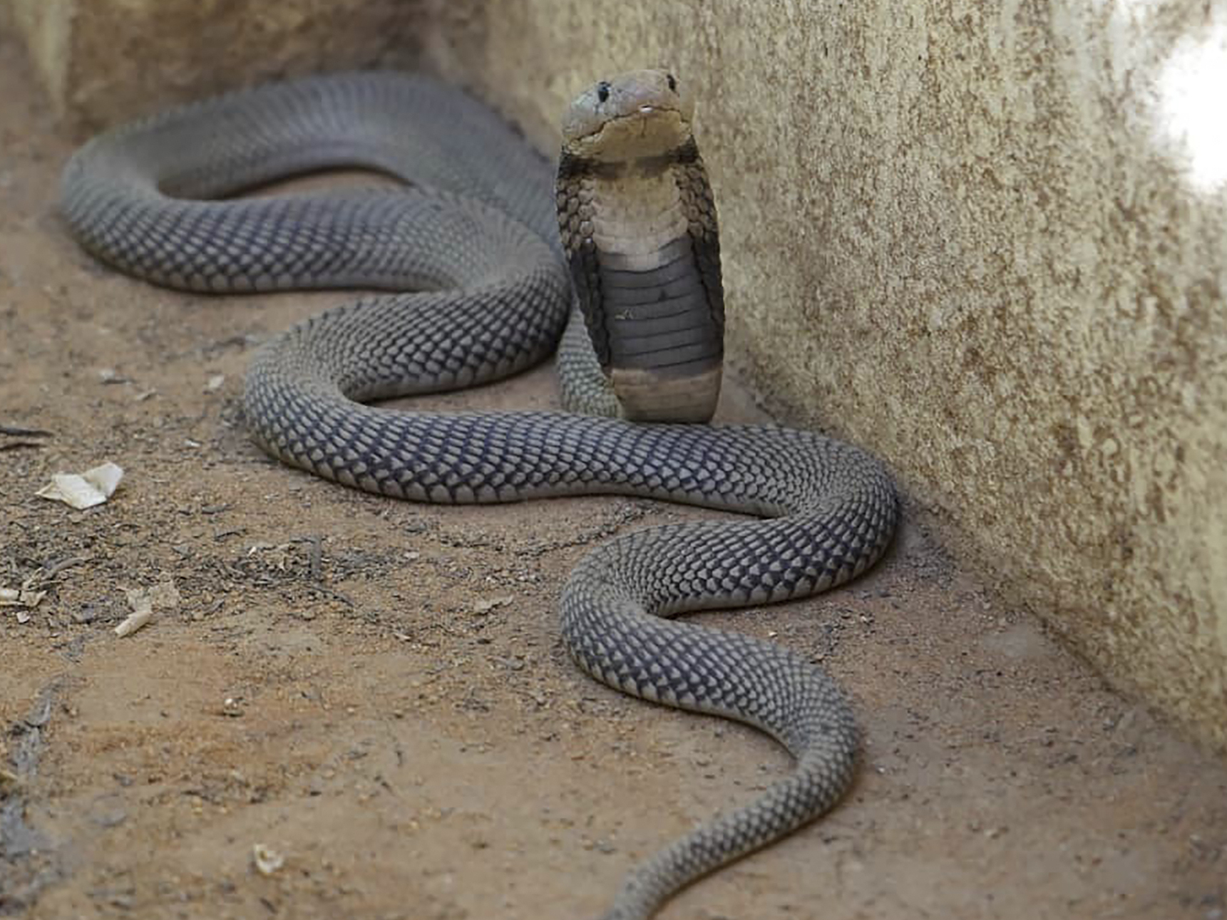 caption: In this undated photo released by Sara Abdalla, director of the zoological park at the University of Khartoum, a Nubian spitting cobra is pictured inside its enclosure in Khartoum, Sudan. The animal is one of dozens feared dead or missing inside the park in Sudan's capital after intense fighting made the location unreachable.