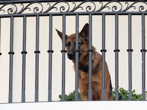 caption: President Biden's dog Commander sits on the Truman Balcony at the White House on Sept. 30, 2023. The German shepherd is not staying at the White House at the moment after a series of biting incidents.