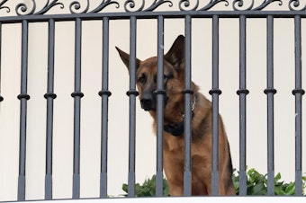 caption: President Biden's dog Commander sits on the Truman Balcony at the White House on Sept. 30, 2023. The German shepherd is not staying at the White House at the moment after a series of biting incidents.