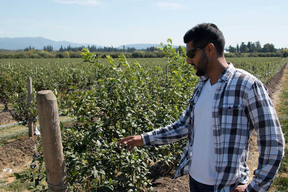 caption: Farmer Paul Sangha checks out blueberry plants on his farm. He is one of about 100 Sikh berry farmers in Whatcom County.