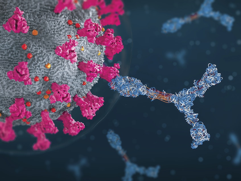 caption: An illustration of antibodies attacking a coronavirus particle.