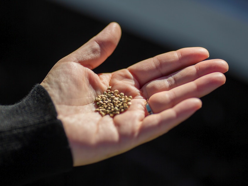 caption: Seeds are seen as students at Eucalyptus Elementary School in in Hawthorne, Calif., learn to plant a vegetable garden on March 13, 2019. The U.S. supply of native seeds is currently too low to respond to climate change-related events, a new report finds.