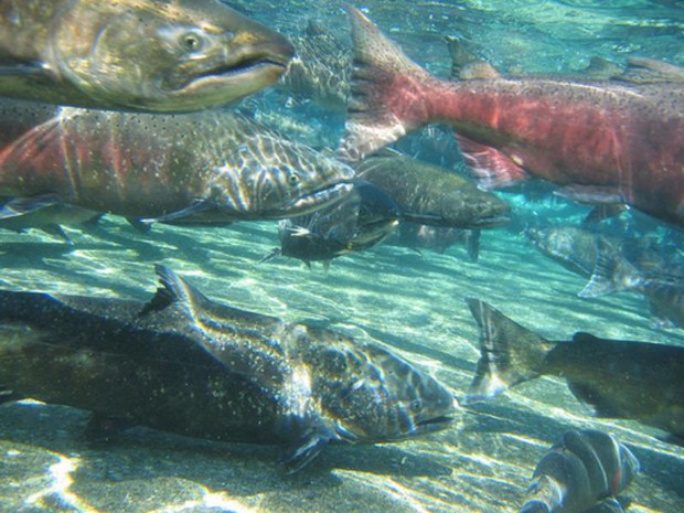 caption: <p>The Yurok tribe has canceled chinook salmon fishing for the third year in a row.</p>