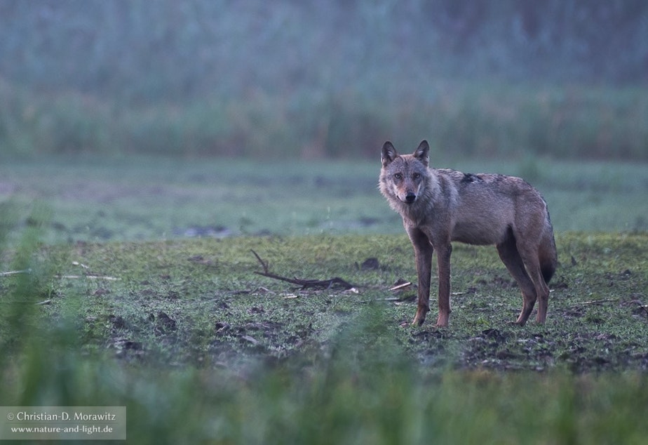 caption: Wolf in the morning dawn