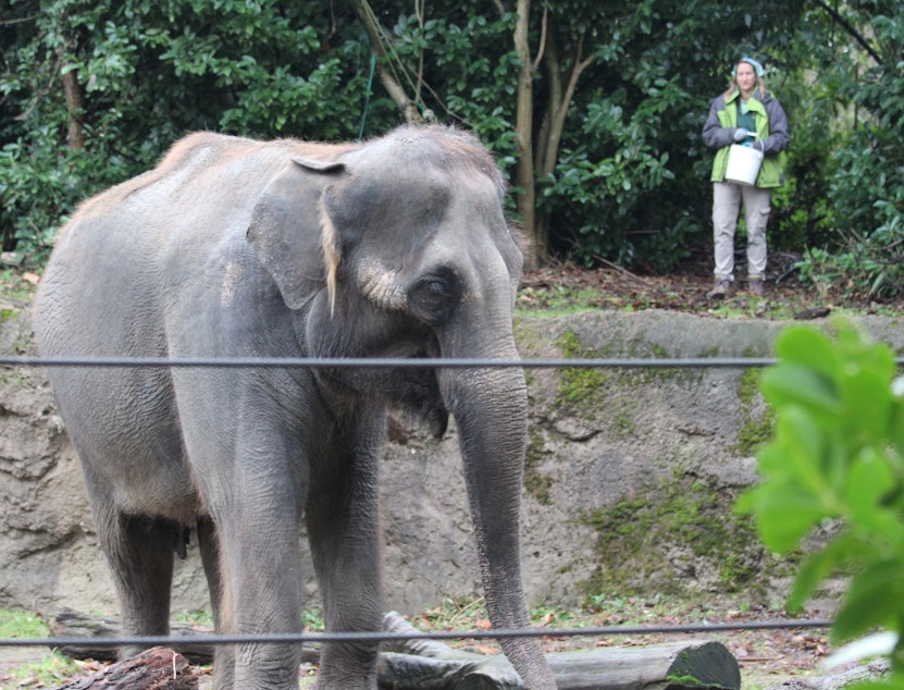 caption: Chai, the Woodland Park Zoo's 35 year-old Asian elephant, browses for treats thrown by her keeper in the zoo's elephant enclosure. The zoo is looking for a new home for Chai and other remaining elephant, Bamboo.