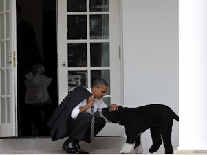 caption: Then-President Barack Obama pets the family dog Bo outside the Oval Office of the White House.