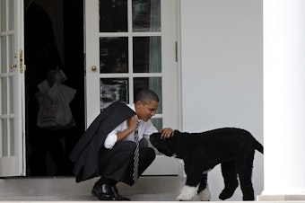 caption: Then-President Barack Obama pets the family dog Bo outside the Oval Office of the White House.