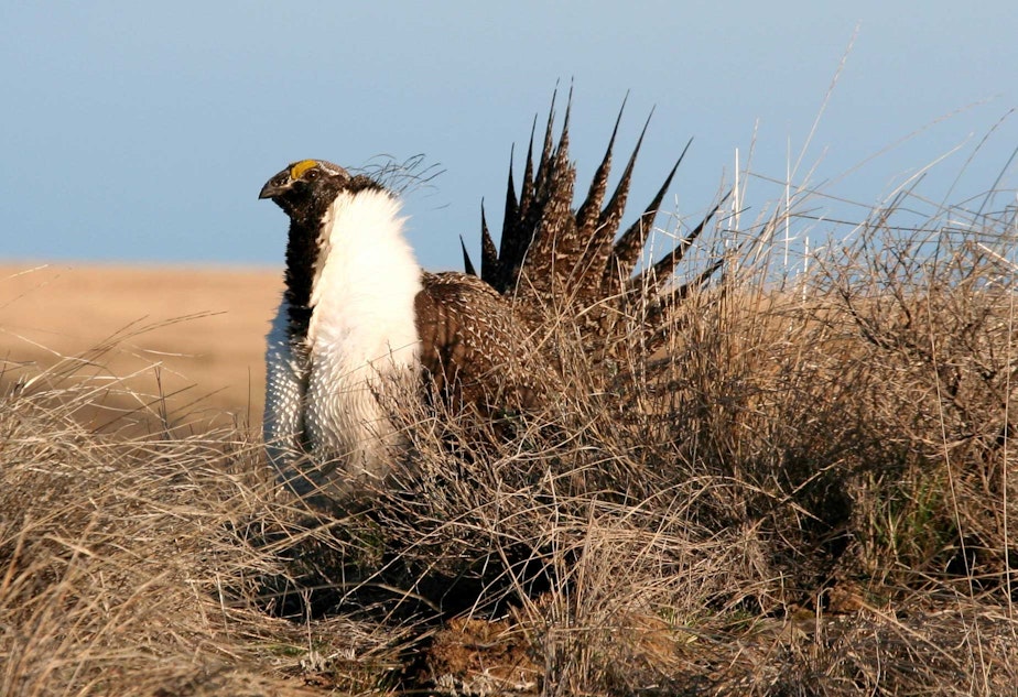 caption: The greater sage grouse is a candidate for the federal endangered species list in Washington state.