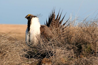 caption: The greater sage grouse is a candidate for the federal endangered species list in Washington state.
