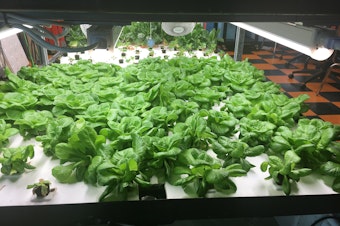 caption: These greens are among the hydroponic crops grown by students at Brownsville Collaborative Middle School, in Brooklyn, N.Y. In June, the students started to sell discounted boxes of the fresh produce to community members.