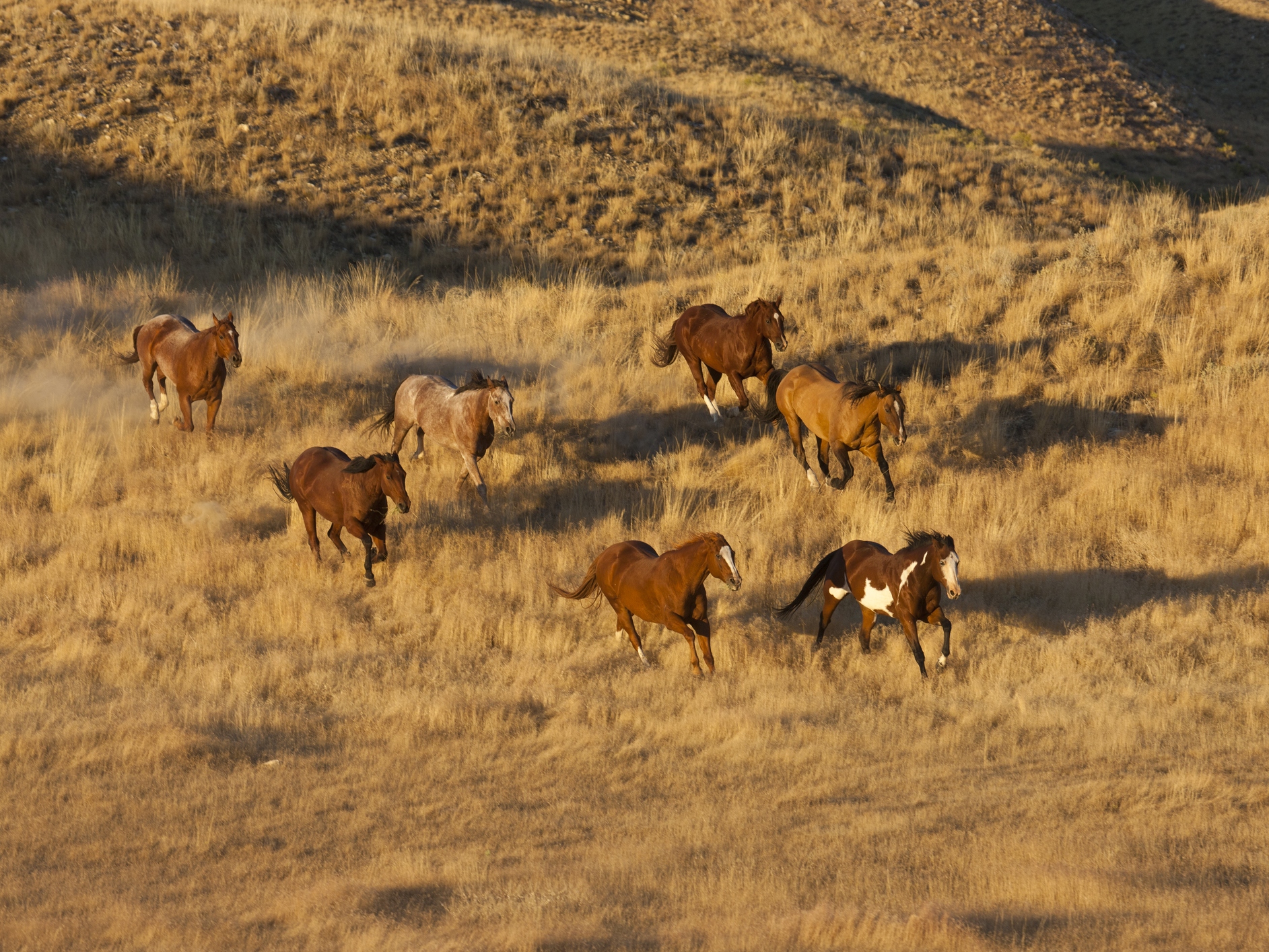 caption: Horses are exceptional athletes, able to push their large bodies farther and faster than many other animals.