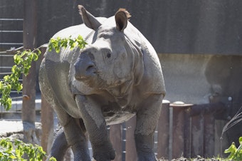 caption: Jontu, an Indian rhino, wanders around his enclosure at the Henry Doorly Zoo and Aquariumin in Omaha, Neb. Last week, an improperly closed gate allowed him to wander a little farther.