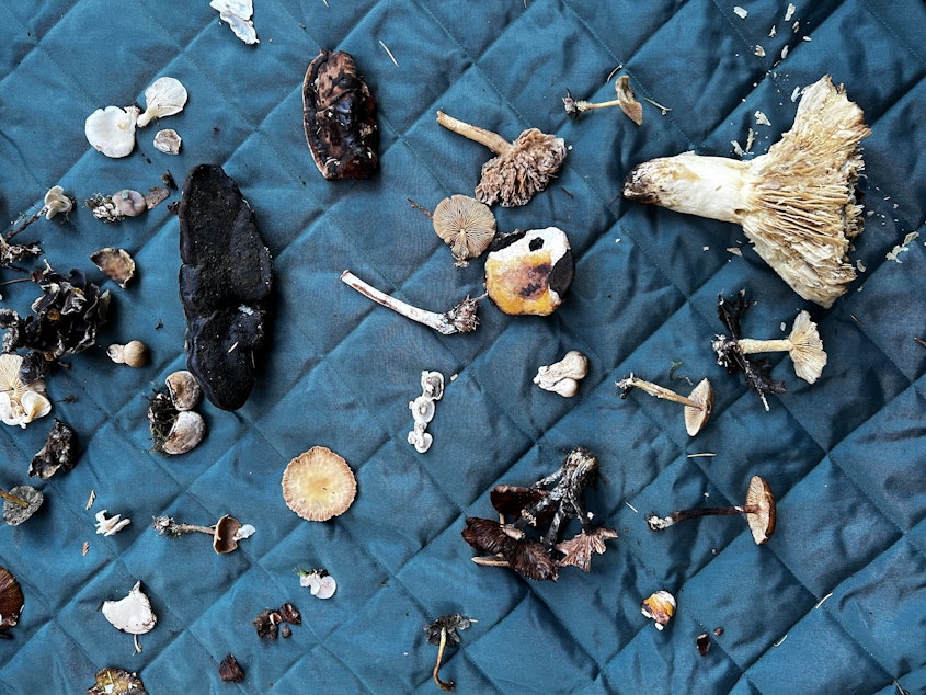 caption: A recent haul of foraging mushrooms is spread out on a blanket for identification.