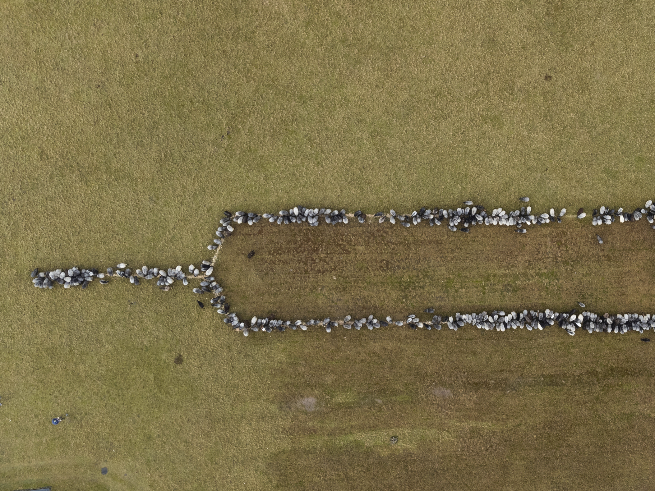 caption: Sheep and goats stand together on Monday in Schneverdingen, Germany, as they form an approximately 330-foot syringe to promote vaccinations against COVID-19.