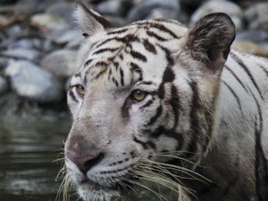 caption: A white tiger at the Alipore zoo in Kolkata, India. India's tiger population has grown to nearly 3,000, making the country one of the safest habitats for the endangered animals.