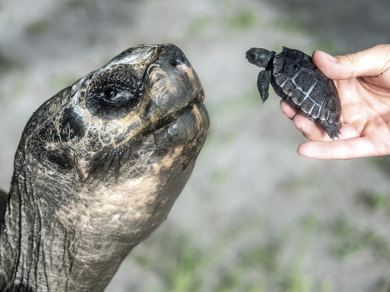 caption: In this image provided by Zoo Miami, Goliath, a 517-pound (234-kilogram) Galapagos tortoise at Zoo Miami, meets his first offspring on June 12, 2025 in Miami.