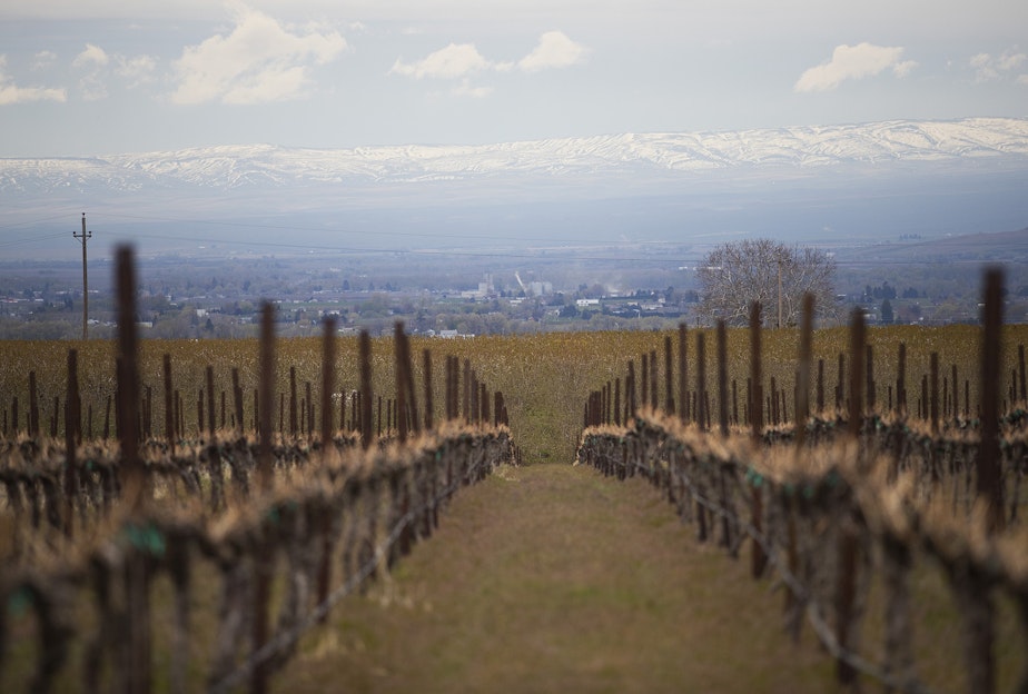 antraštė: vynuogių eilės Two Mountain Winery, į rytus nuo Cascade Mountains, trečiadienį, 2022 m. balandžio 20 d., Ziloje. 