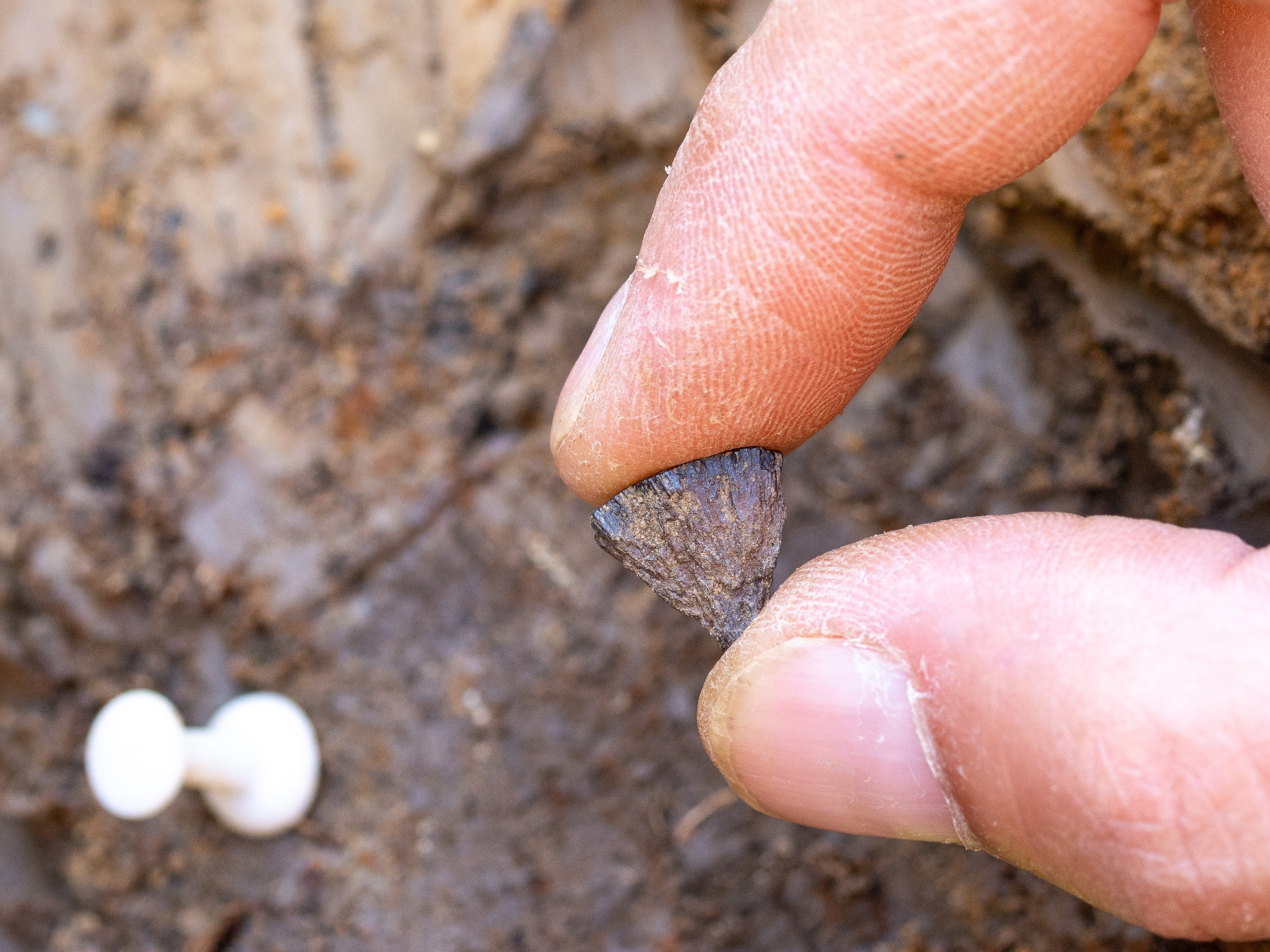 caption: Fragments of iron pyrite, a rock that can be used with flint to make sparks, were found by a 400,000-year-old hearth in eastern Britain.