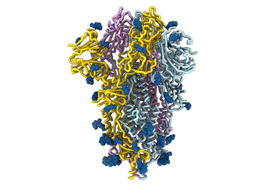 caption: A rendering by UW Medicine researchers of the structure of the SARS-CoV-2 spike glycoprotein .
