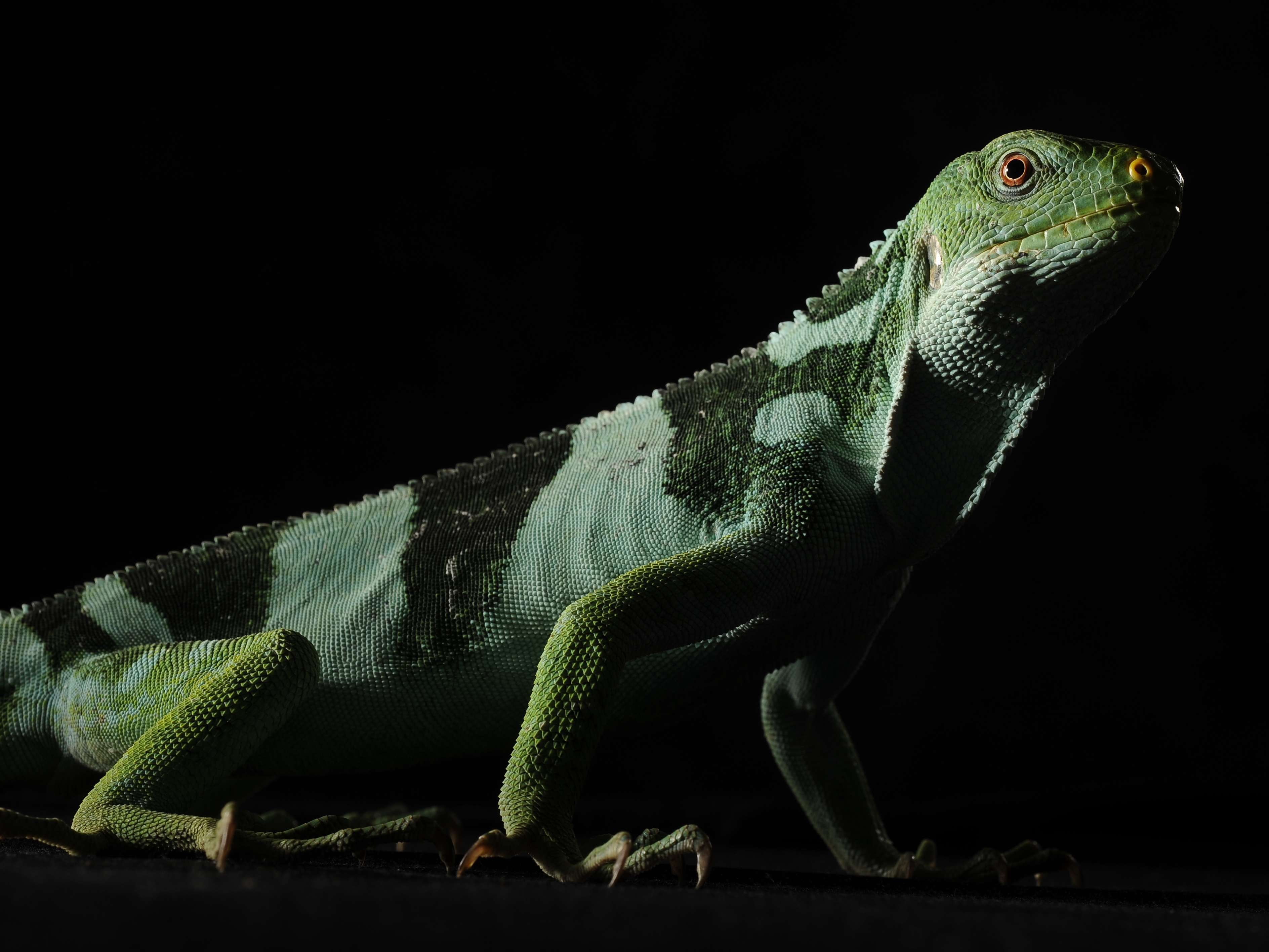caption: A Fiji Island iguana is seen at the Smithsonian National Zoological Park in Washington, D.C.  A new study suggests these iguanas reached the tropical island by crossing thousands of miles of ocean.
