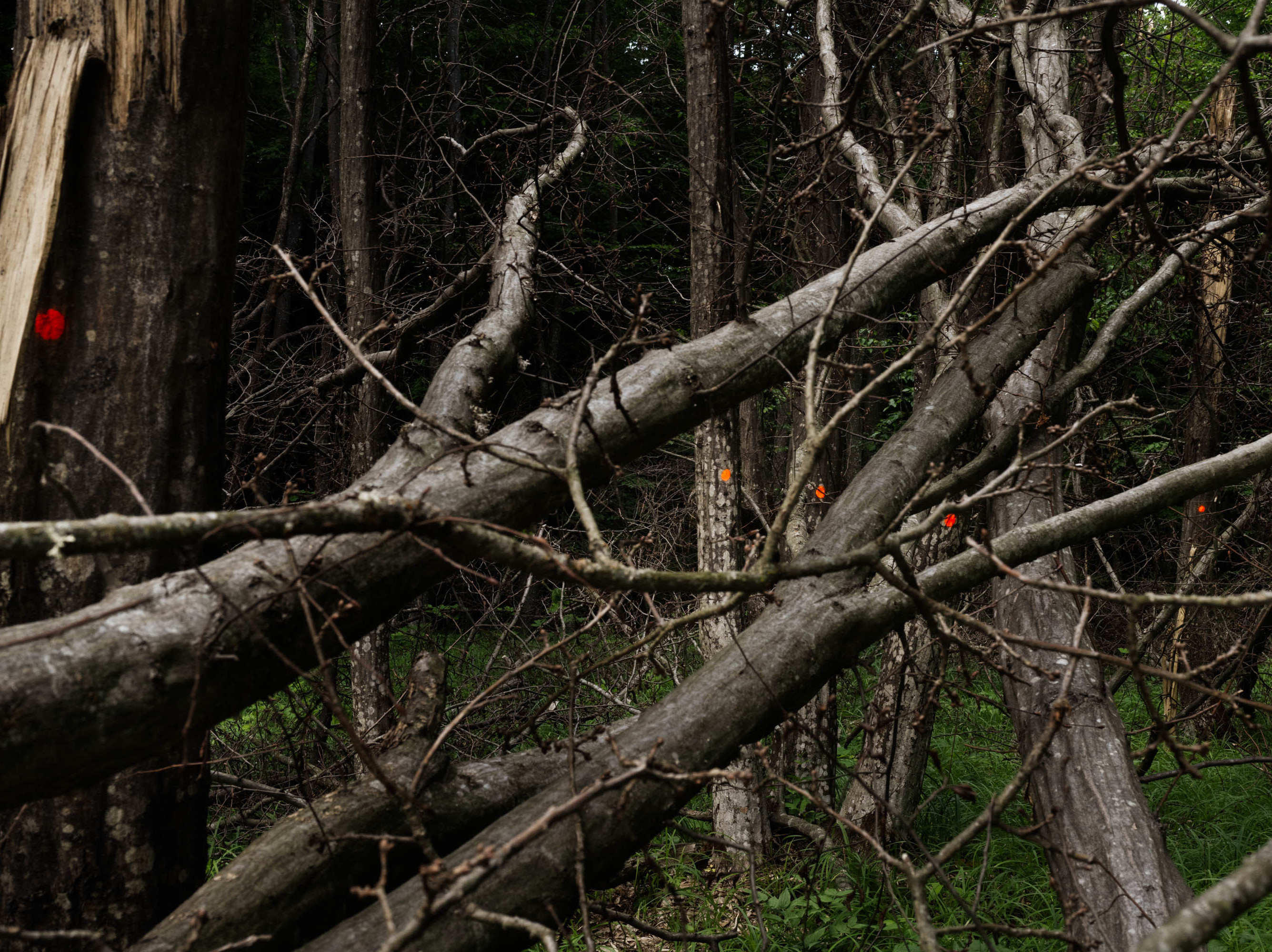 caption: Orange dots mark the trees that were damaged in the path of the jet crash.