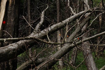caption: Orange dots mark the trees that were damaged in the path of the jet crash.