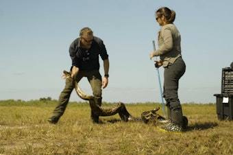 caption: Chris Morgan (left) and University of Florida biologist Sam Smith (right) release a radio-tagged Burmese python back into the Everglades.