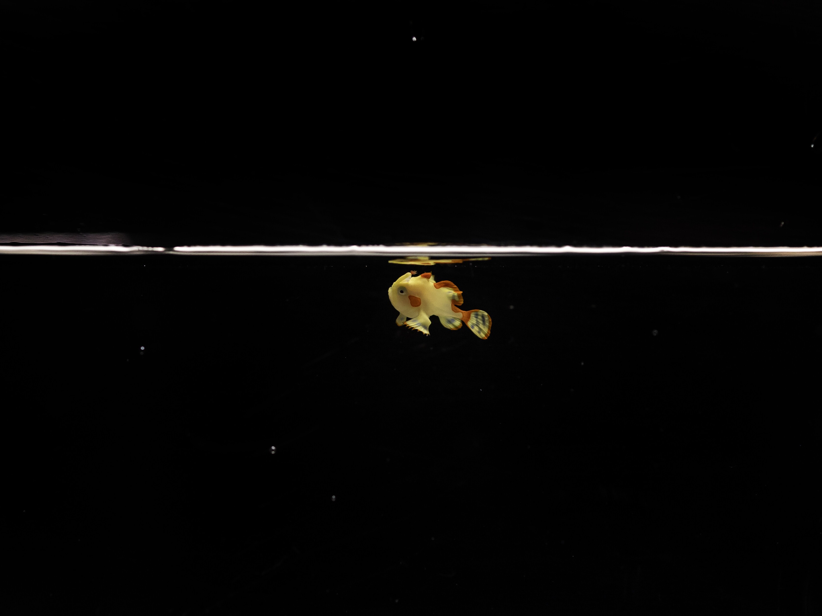 caption: This juvenile warty frogfish was raised in captivity at the Shedd Aquarium.