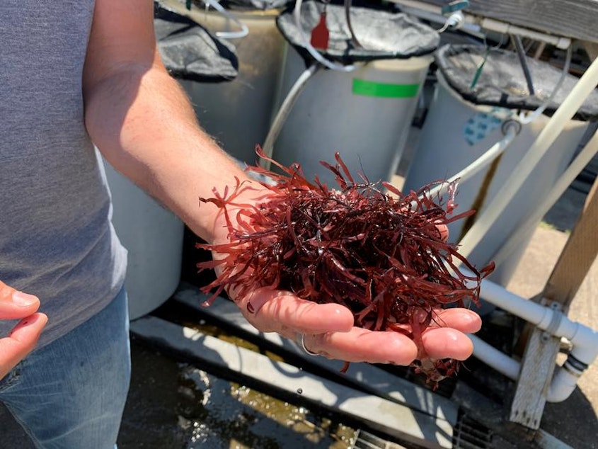 caption: Dulse is the common name for a seaweed that has hints of bacon taste when cooked.