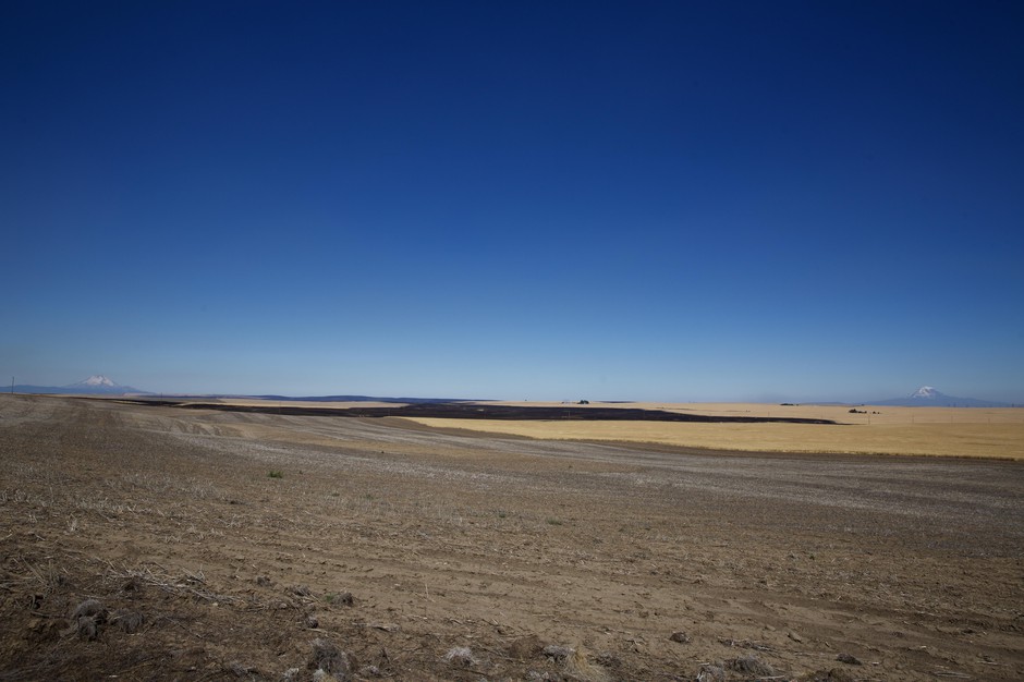 caption: A burn scar near Moro, Oregon, from the Substation Fire. CREDIT: ERICKA CRUZ GUEVARRA