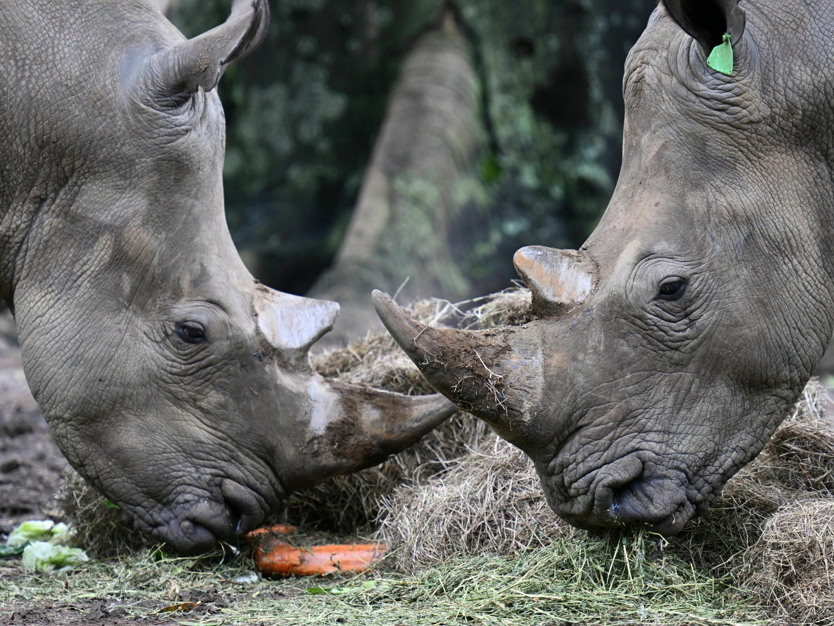 caption: Botswana says it lost 138 rhinoceros to poachers over the past five years.