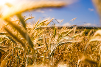 wheat farm farming crop 