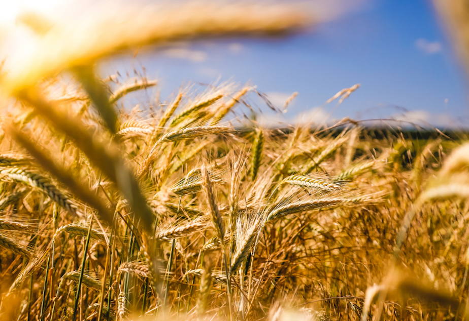 wheat farm agriculture harvest 