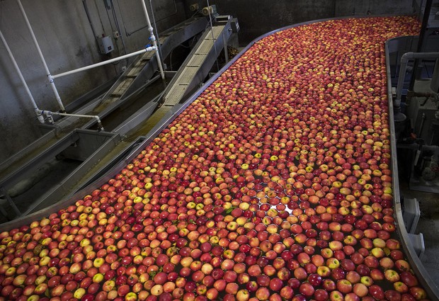 caption: <p>Apples flow through the front end of the packing line known as the flume on Tuesday, Nov. 20, 2018, at Gilbert Orchards in Yakima.</p>