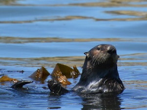caption: Otter 841 has successfully evaded capture in Santa Cruz, Calif., for more than a week, despite efforts by wildlife officials. The otter has been deemed a public health risk because of its concerning interactions with humans.