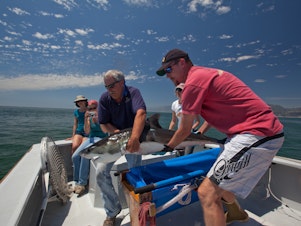 caption: Scientists John O'Sullivan of the Monterey Bay Aquarium and Chris Lowe of California State University release a tagged juvenile white shark off Southern California, part of an effort to track their movement.