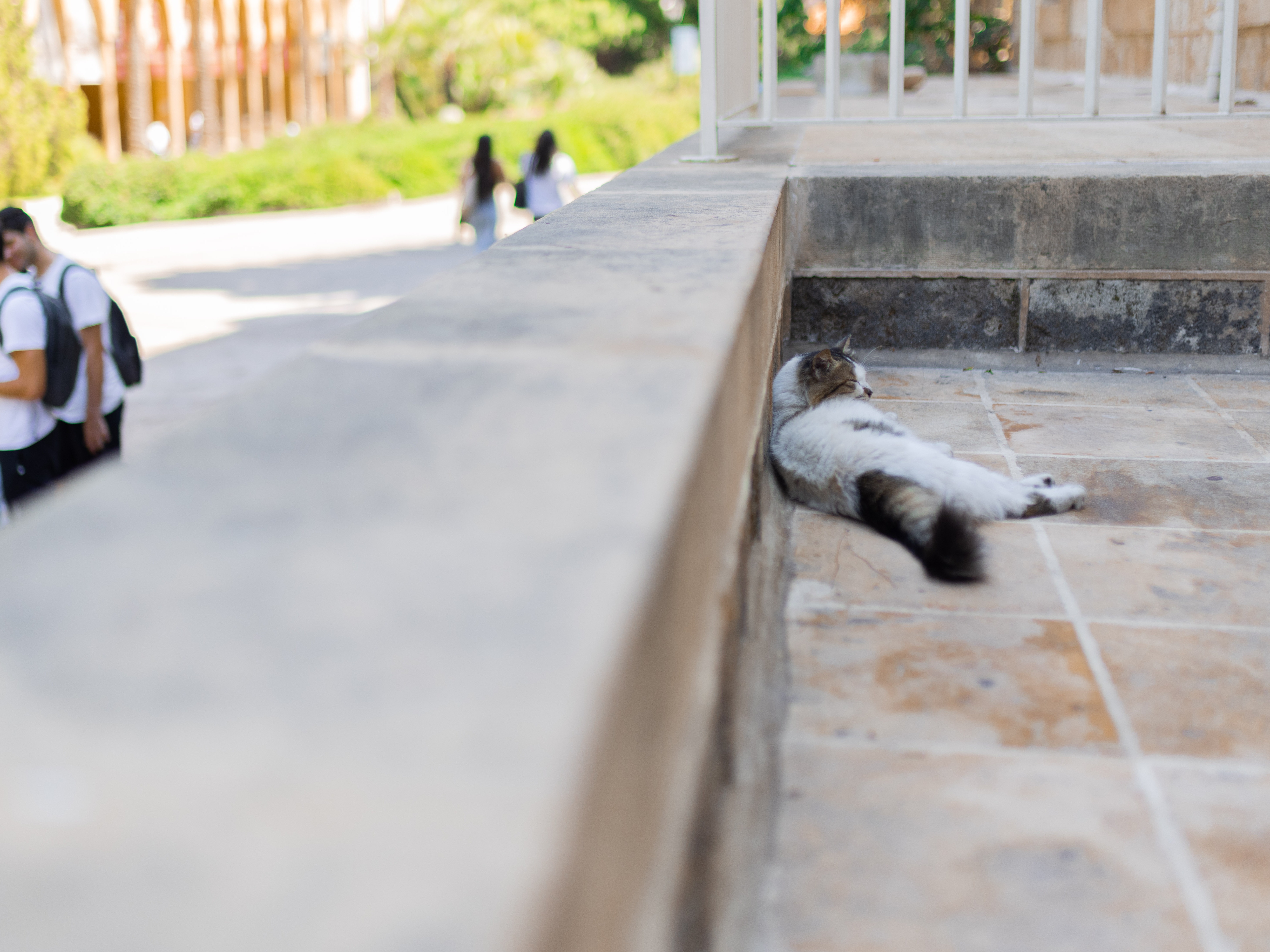 caption: A cat hangs out on American University of Beirut campus grounds. A code of conduct stipulates students are not allowed to mistreat the animals.
