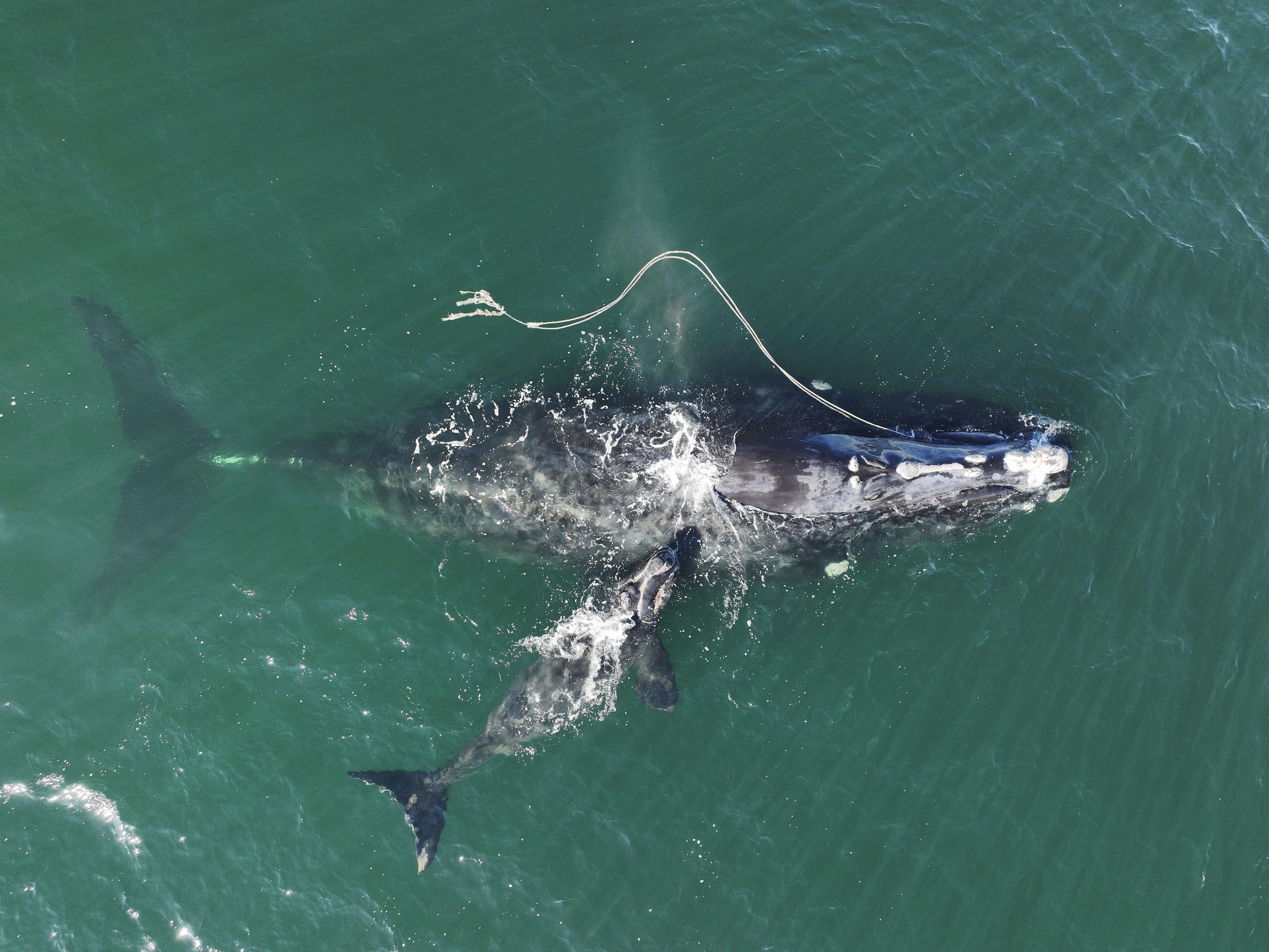 caption: In this photo from the Georgia Department of Natural Resources, a North Atlantic right whale entangled in fishing rope is sighted on Dec. 2, 2021, with a newborn calf near Cumberland Island, Ga.