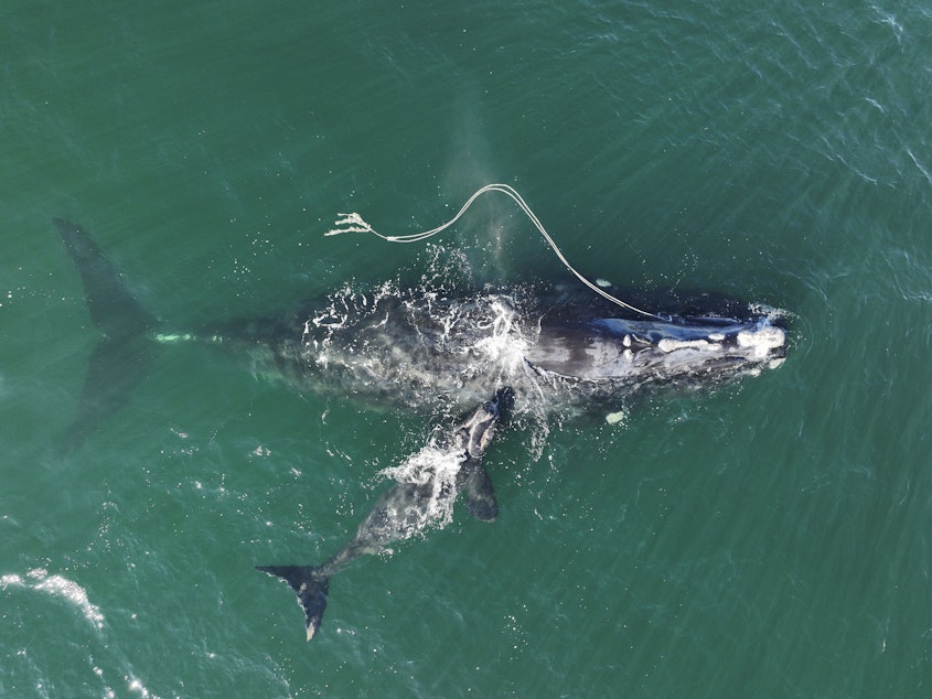 caption: In this photo from the Georgia Department of Natural Resources, a North Atlantic right whale entangled in fishing rope is sighted on Dec. 2, 2021, with a newborn calf near Cumberland Island, Ga.