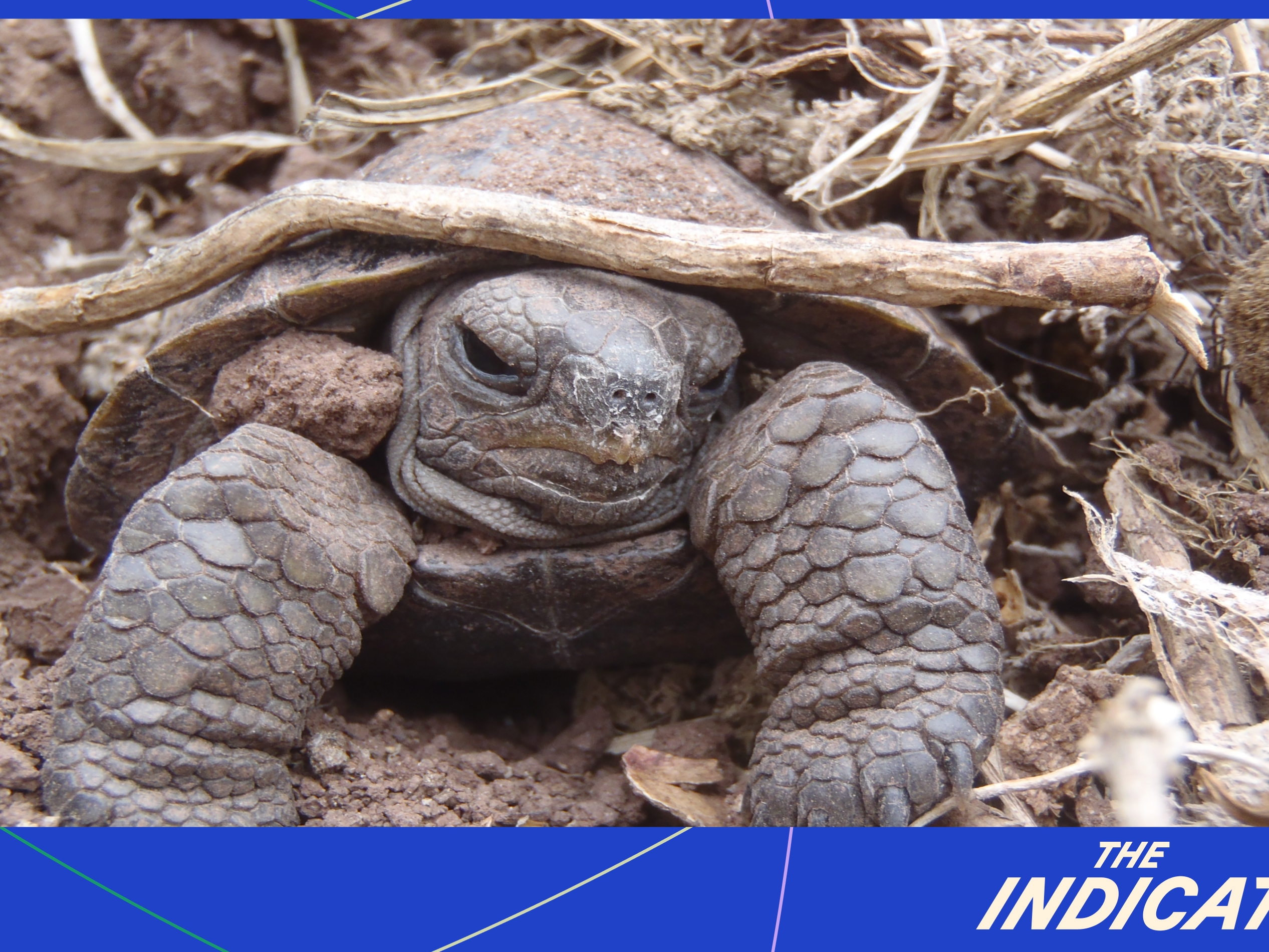 caption: Pinzon Giant Tortoise Hatchling on the Galapagos Island