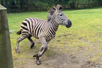 caption: Four zebras escaped from a transport truck in North Bend, Wash. on Sunday, April 28, 2024. Three were captured, but one got away. Locals have spotted the lone zebra in the area. 