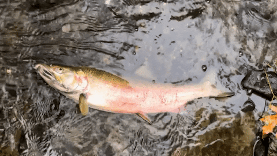 caption: A coho salmon gapes for air, one of the symptoms of "urban runoff mortality syndrome," in Miller Creek in Normandy Park, Washington, and other creeks polluted by roadway runoff.