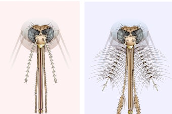 caption: An illustration of the head and mouth parts of Anopheles sp. female and male mosquitoes. The hairs (or fibrillae) on the antenna of the male enable them to hear the buzz of females in a swarm.