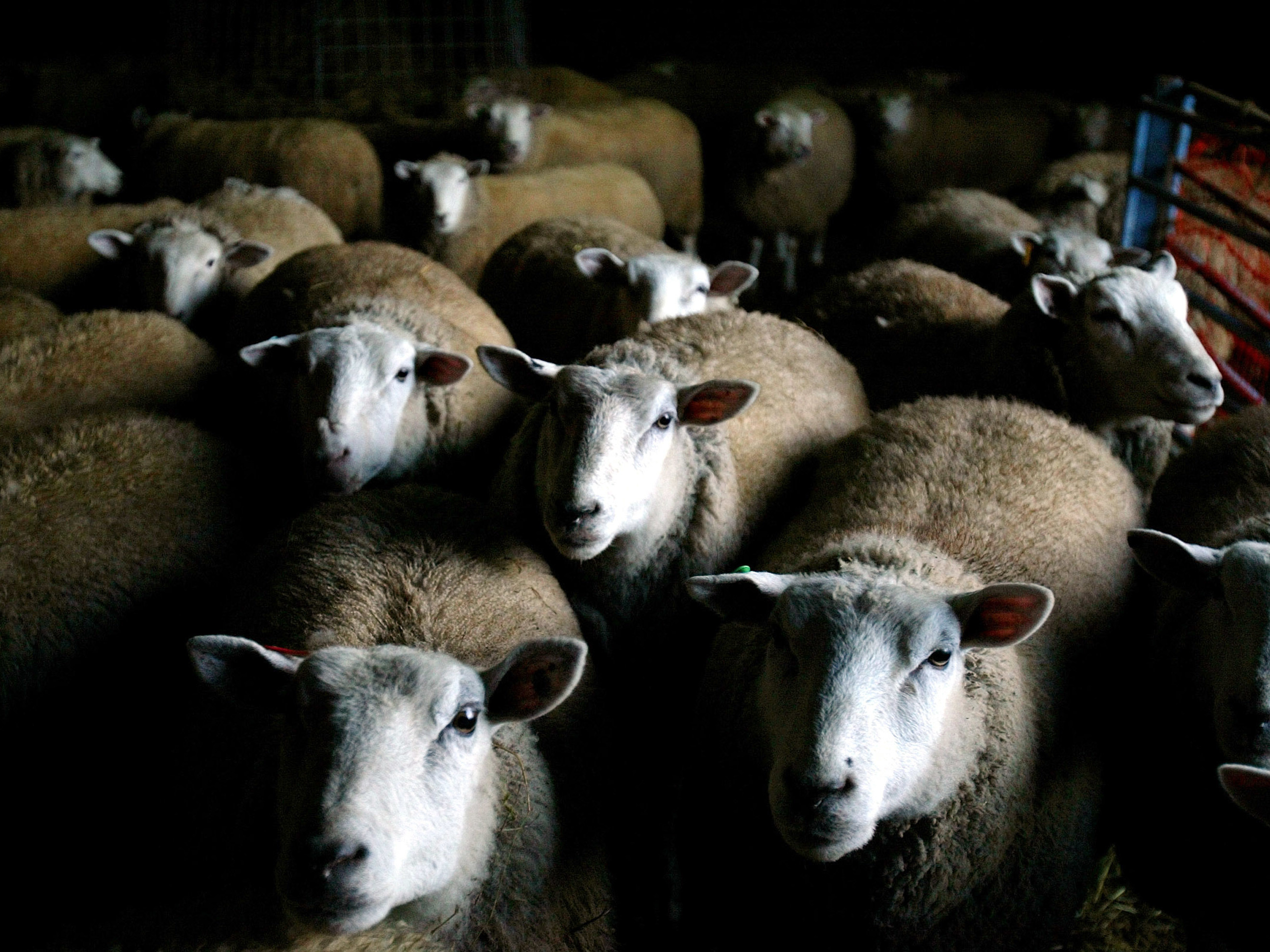caption: A flock of Texel-Dorset sheep gather near a hay trough in a Hudson River Valley barn in Medusa, N.Y. Millennials and more experimental diners might be open to eating mutton.