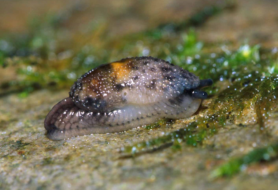 caption: A Burrington jumping slug, with its multicolored hump concealing a partial shell, at Rialto Beach in Olympic National Park in 2001
