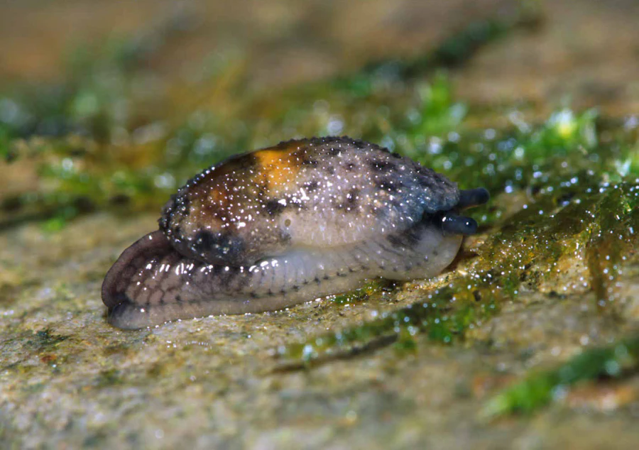 KUOW - Jumping slugs: the tiny, slimy acrobats of Northwest forests